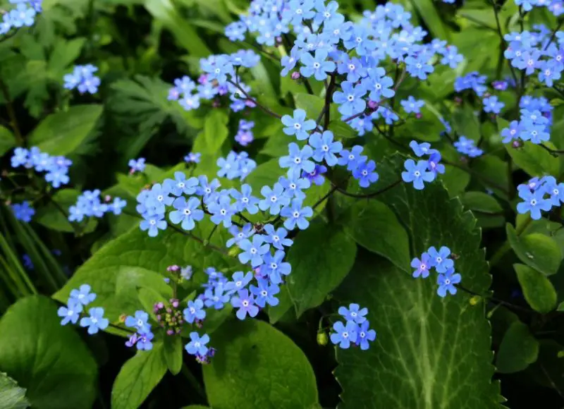 flowers that grow in shade