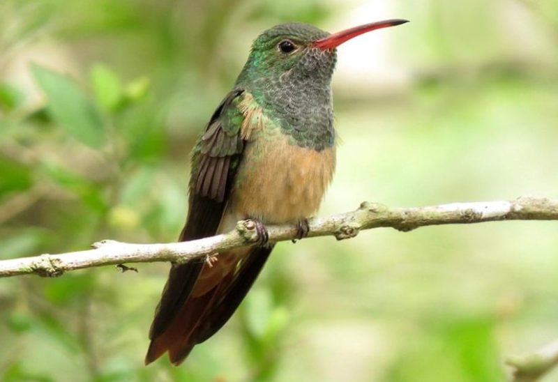 Types of Hummingbirds