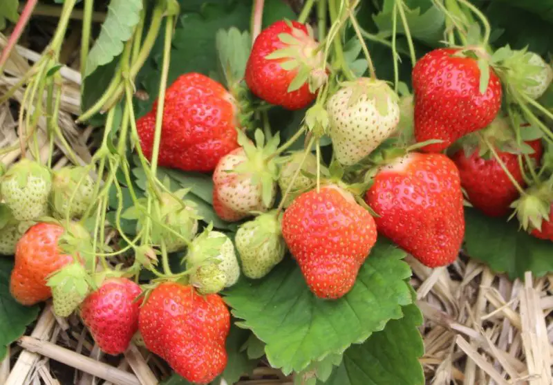 Types of Strawberries