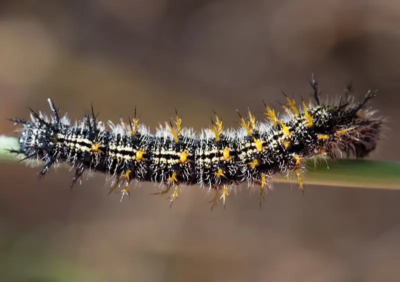 Yellow Caterpillars with Black Spikes