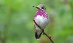 30 Types of Hummingbirds (With Pictures and Identification)