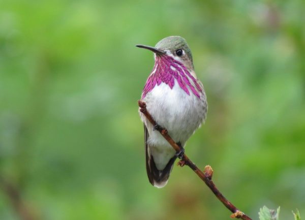 Types of Hummingbirds