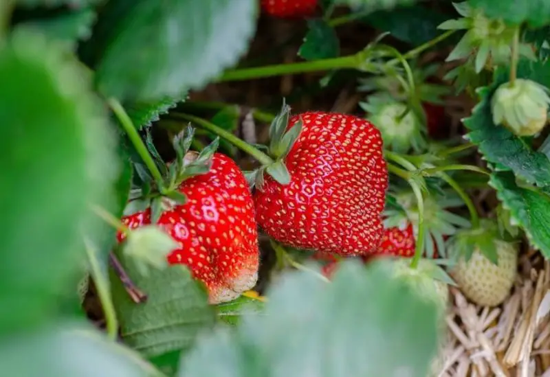 Types of Strawberries