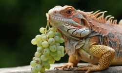 Can Bearded Dragons Eat Grapes? A Comprehensive Guide