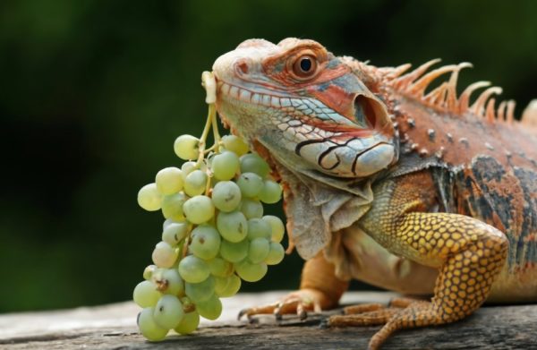 Can Bearded Dragons Eat Grapes