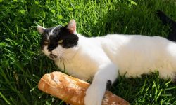 Can Cats Eat Bread Safely? What Every Cat Owner Should Know