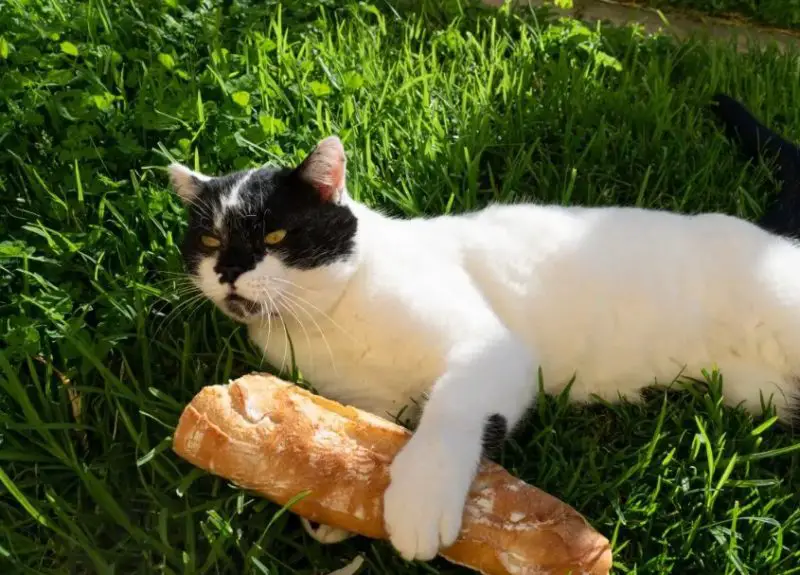 Can Cats Eat Bread