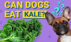 Can Dogs Eat Kale? Vet-Approved Guide on Kale for Dogs