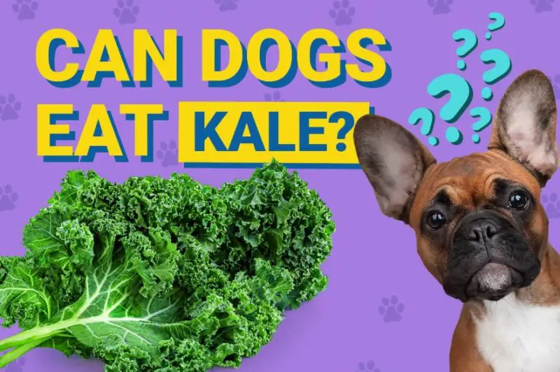 Can Dogs Eat Kale