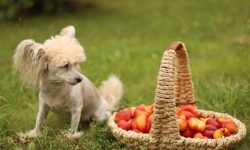 Can Dogs Eat Nectarines? The Truth About This Sweet Treat