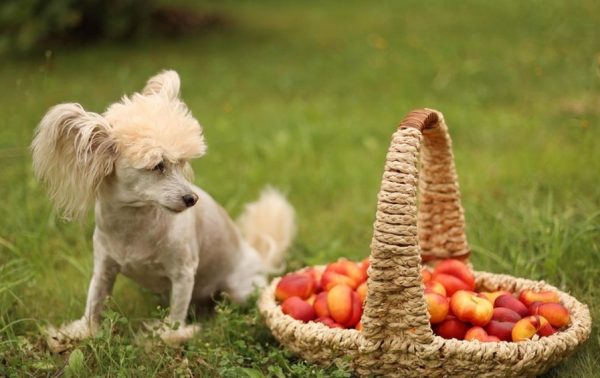 Can Dogs Eat Nectarines