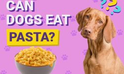 Can Dogs Eat Pasta? The Ultimate Guide for Pet Owners