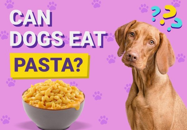 Can Dogs Eat Pasta