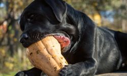 Can Dogs Eat Squash? Benefits, Risks, and Best Ways to Serve It