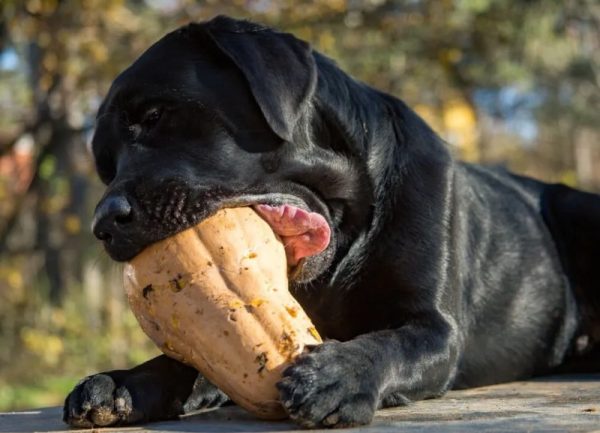 Can Dogs Eat Squash