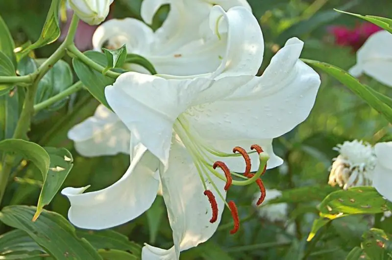 Easter Lily