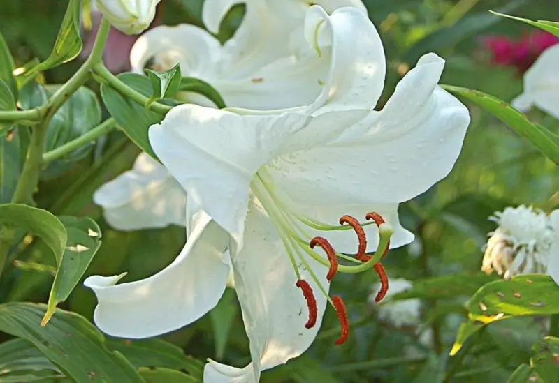 Flowers That Bloom at Night