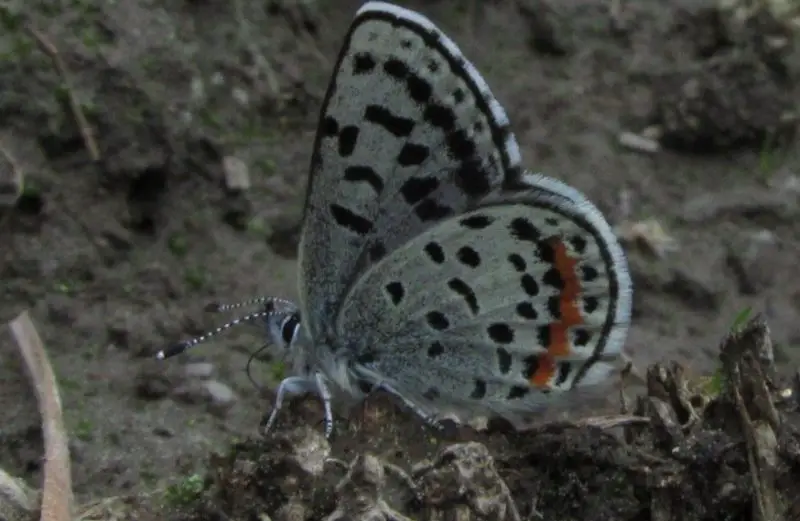 Black and Blue Butterfly