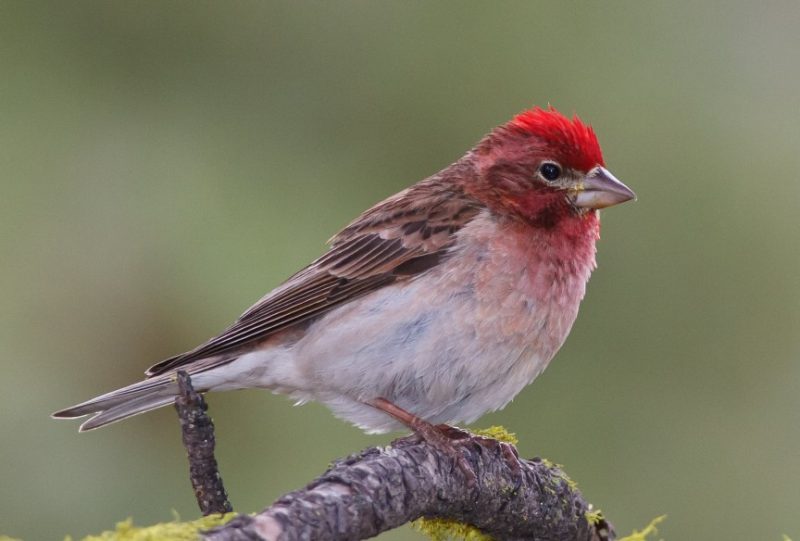 Bird with Red Head