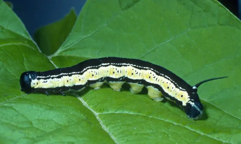 Yellow Caterpillars with Black Spikes