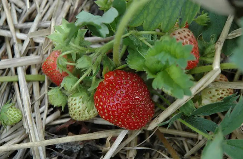 Types of Strawberries