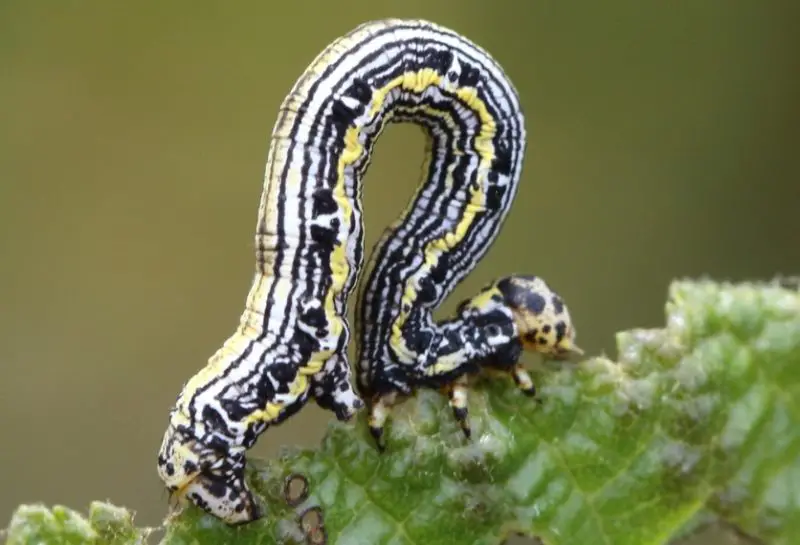 Yellow Caterpillars with Black Spikes