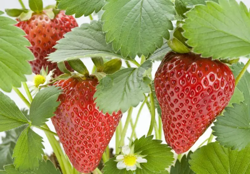 Types of Strawberries