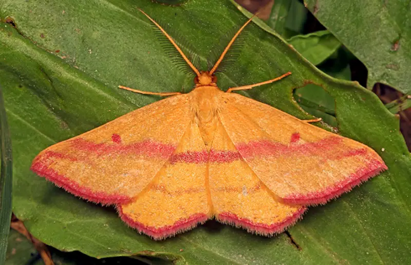 Pink and Yellow Moths