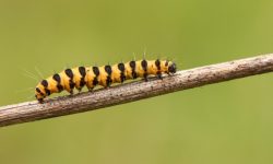 62 Types of Yellow Caterpillars with Black Spikes (With Pictures)