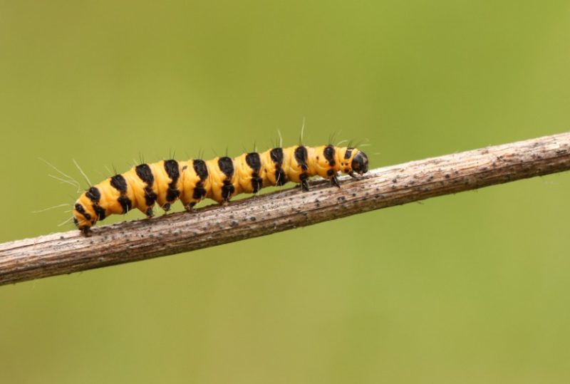 Yellow Caterpillars with Black Spikes