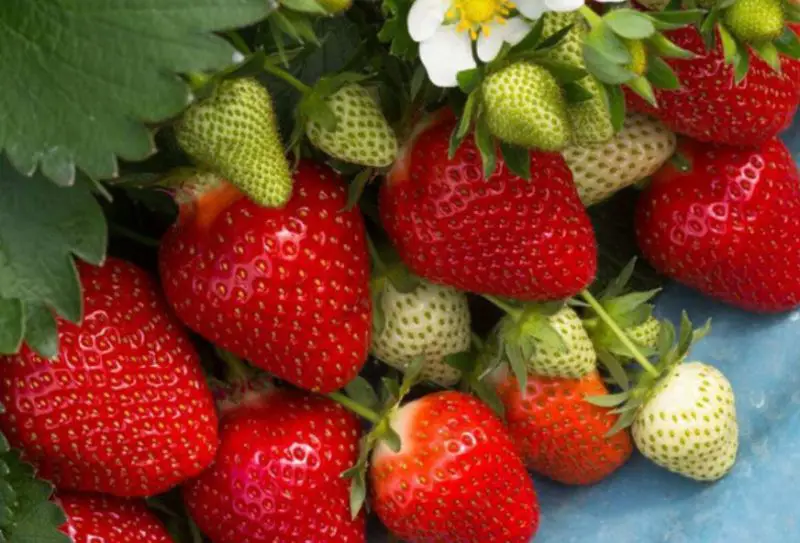 Types of Strawberries