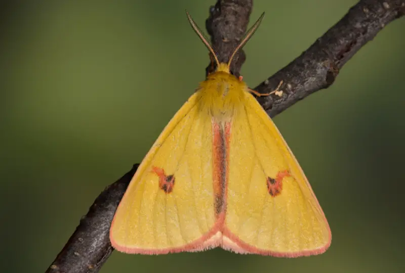 Pink and Yellow Moths