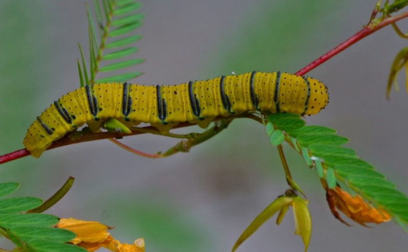 Yellow Caterpillars with Black Spikes