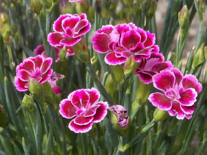 flowers that attract butterflies