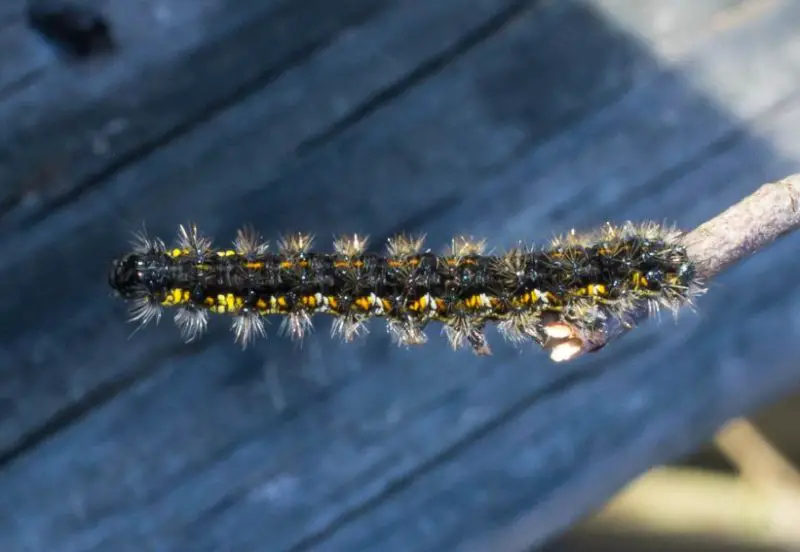 Yellow Caterpillars with Black Spikes