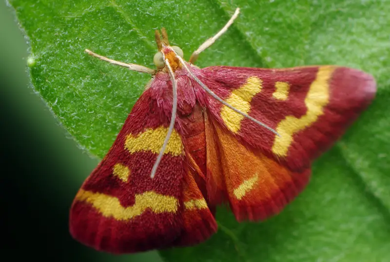 Pink and Yellow Moth