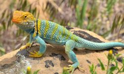 23 Common Types of Lizards (Pictures and Identification)