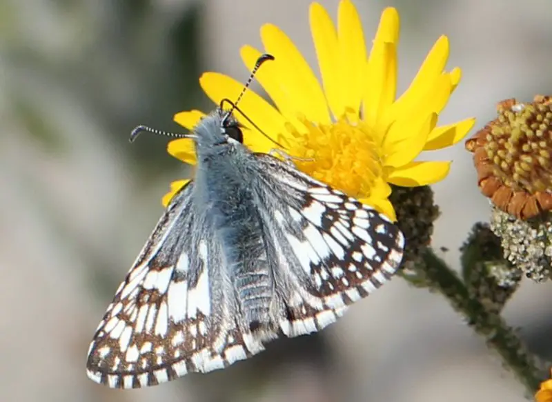 Black and Blue Butterfly