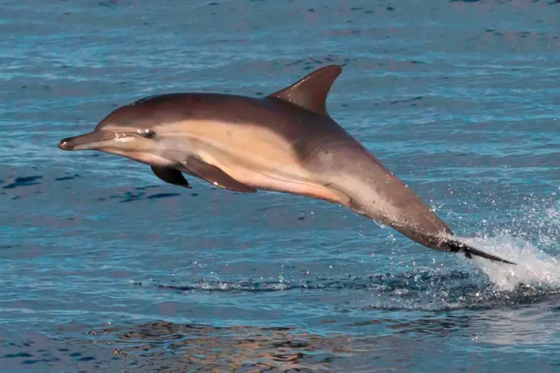 Types of Dolphins