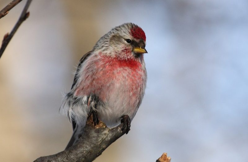 Pink Birds