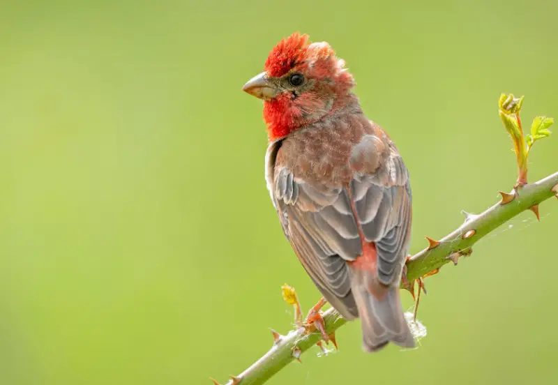 Bird with Red Head