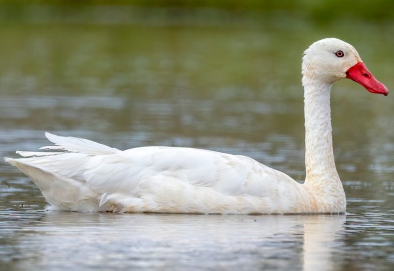 White Birds