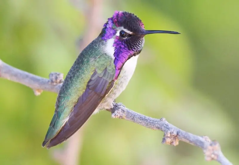 Types of Hummingbirds