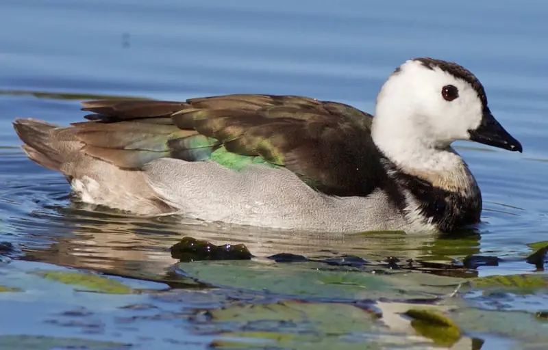 Types of Ducks