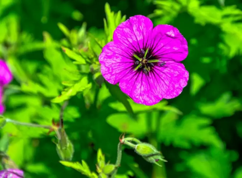 Perennial Flowers that Bloom All Summer