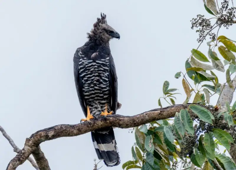 types of eagles