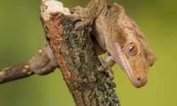 Crested Gecko Humidity: Tips for a Healthy Environment