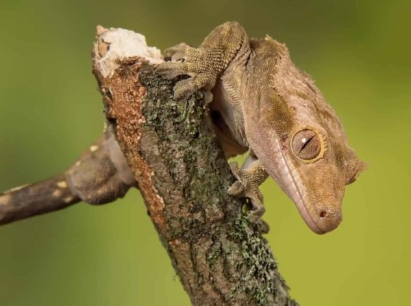 Crested Gecko Humidity