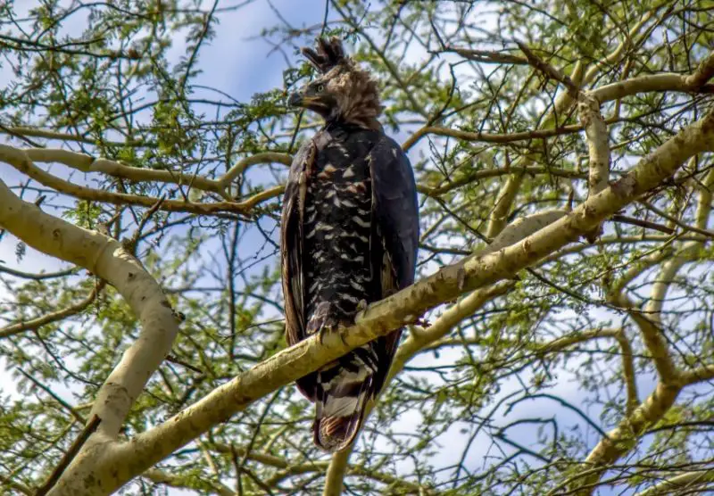 types of eagles