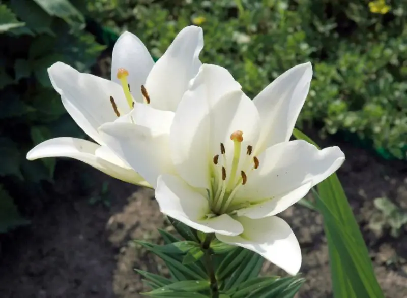 Easter Lily